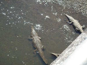 crocodiles