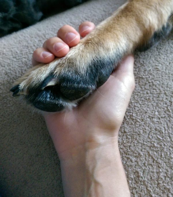 My Dog Sunny's Paw and my Hand