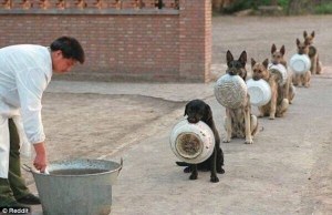 police-dogs-in-line-upshout dot com